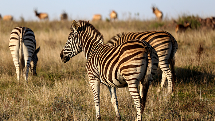 Adventurous Things to Do in South Africa